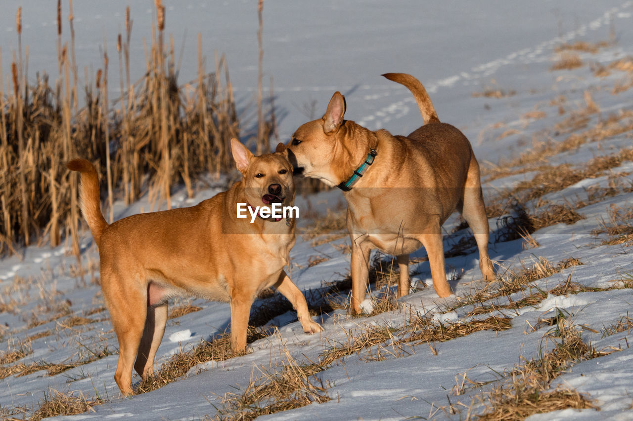 Dogs sharing a secret