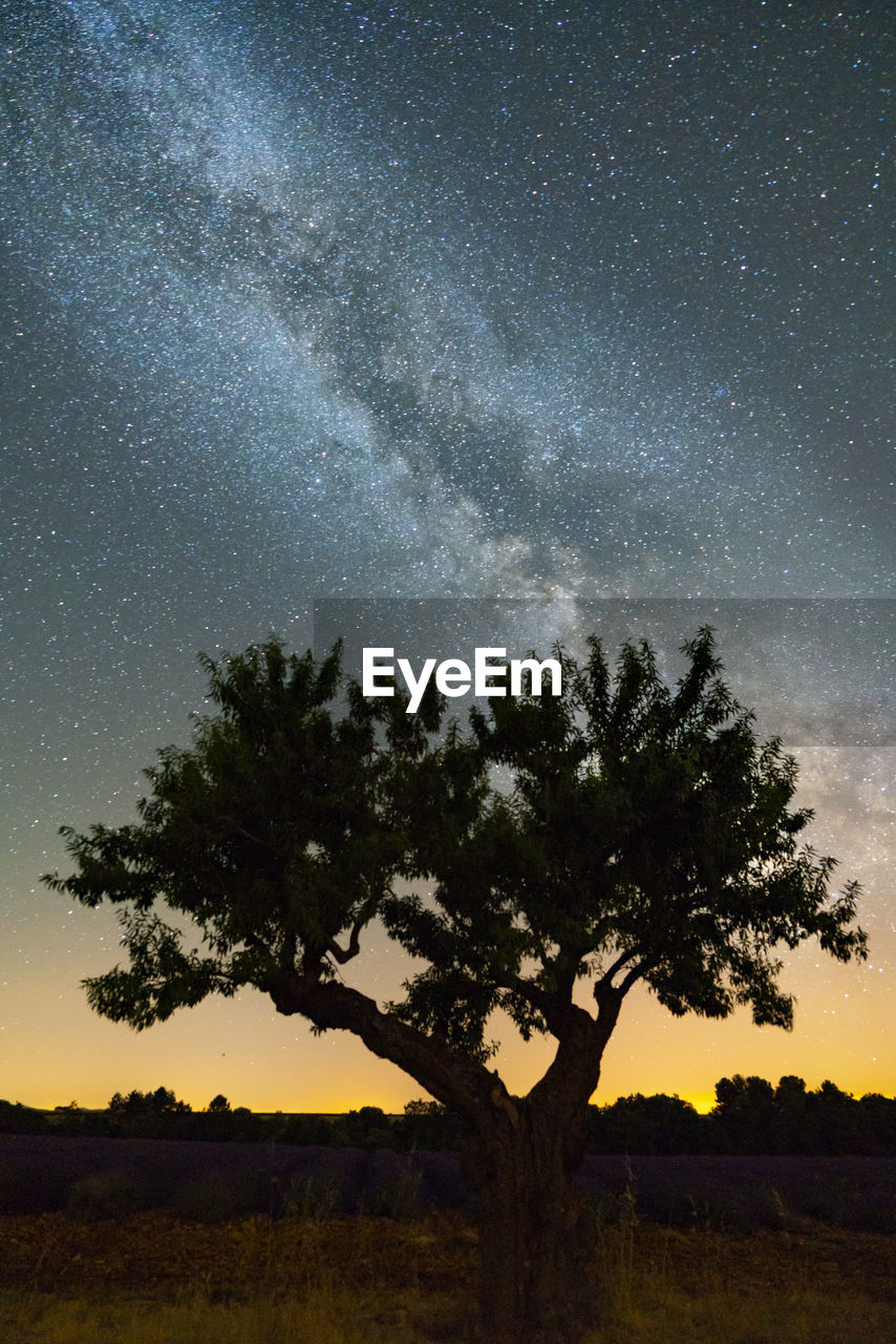 Silhouette trees on field against sky at night