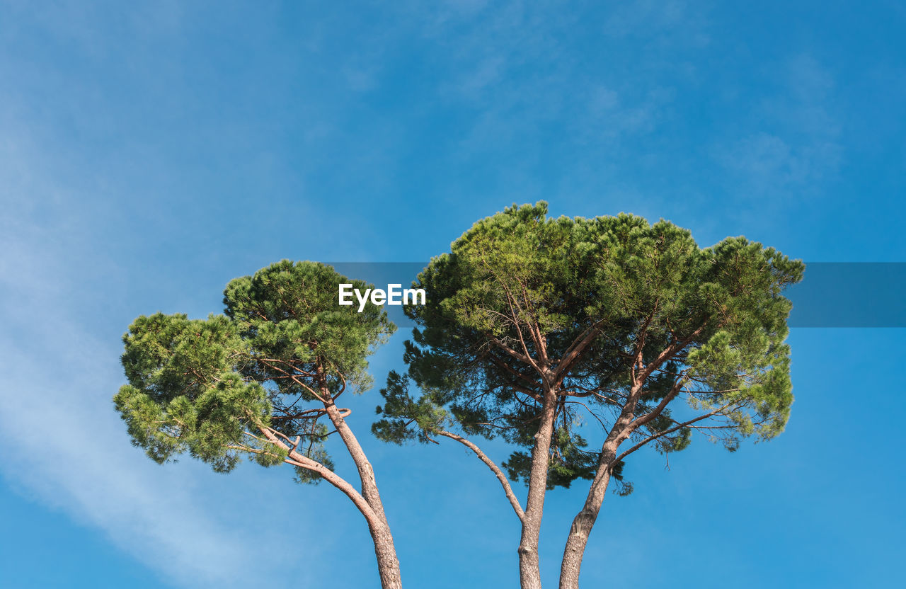 Low angle view of tree against blue sky