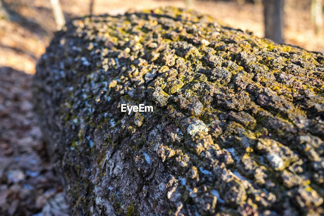 CLOSE-UP OF ROCKS