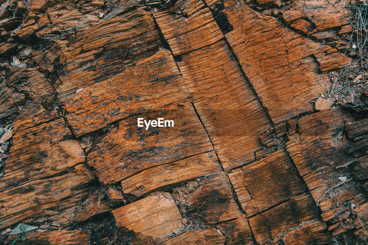 Full frame shot of tree trunk