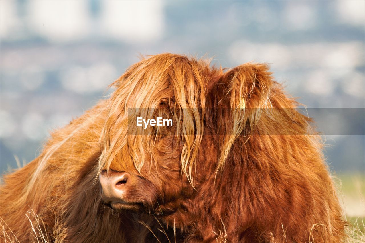 Close-up of a highland cow 