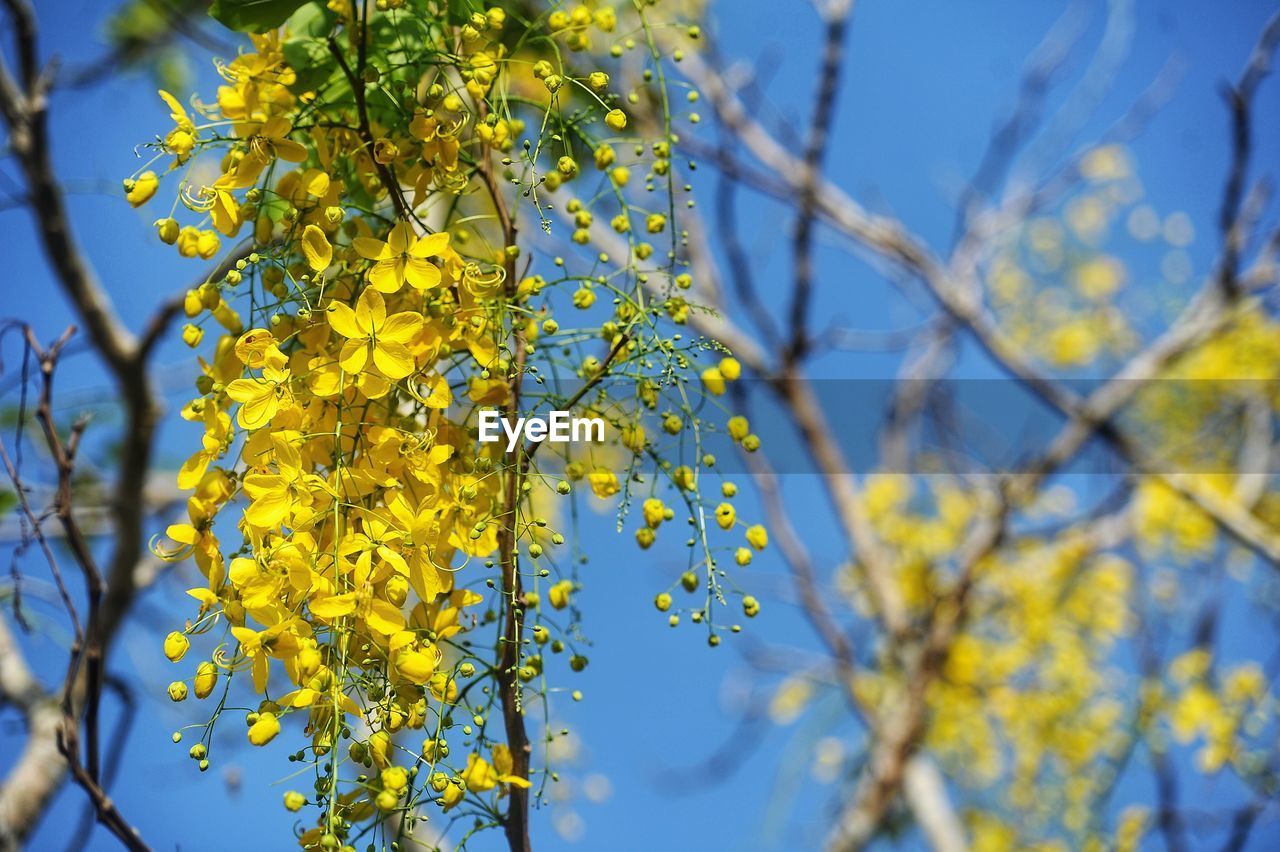 plant, tree, yellow, sunlight, branch, nature, beauty in nature, growth, blossom, low angle view, no people, blue, sky, flower, freshness, day, focus on foreground, flowering plant, close-up, outdoors, springtime, leaf, plant part, autumn, produce, selective focus, fragility, food and drink, tranquility, clear sky, food