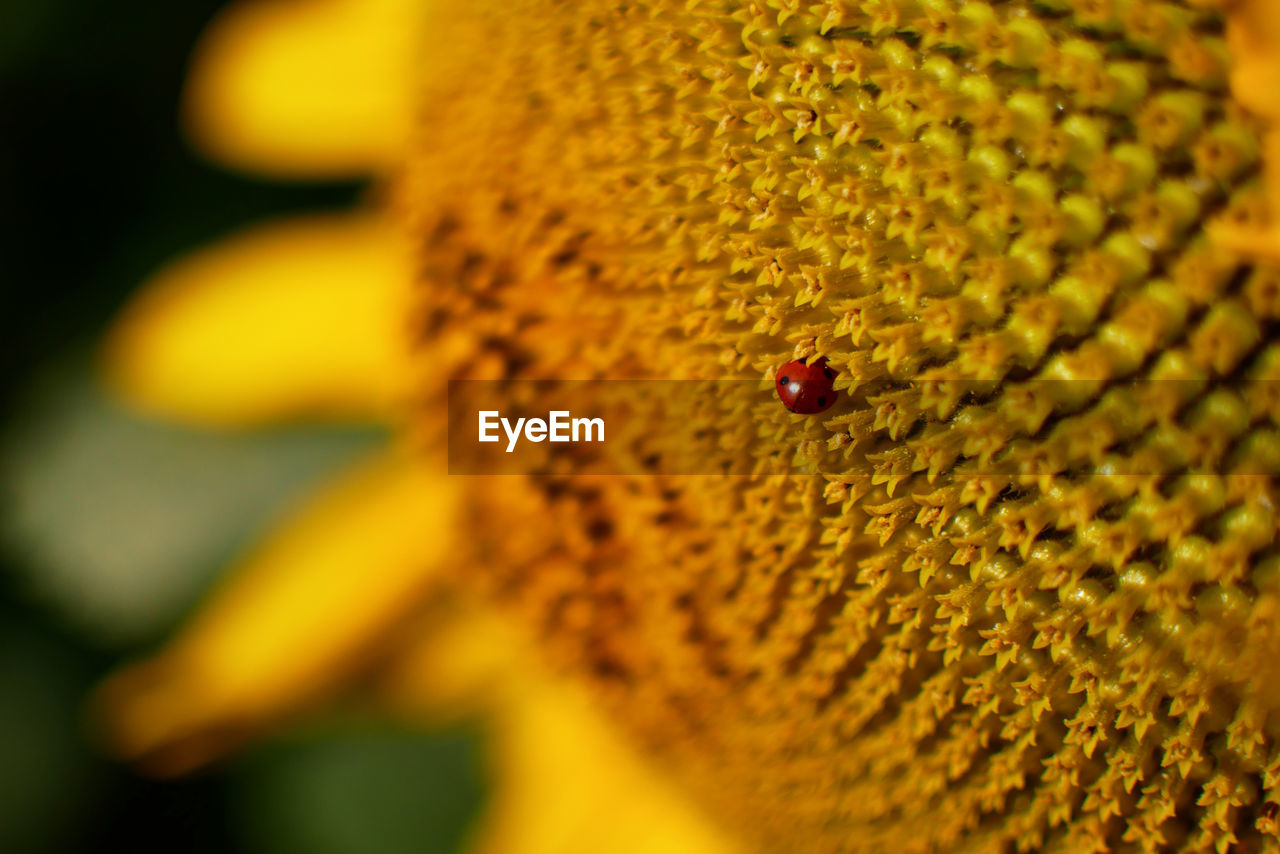Extreme close-up of ladybug on sunflower