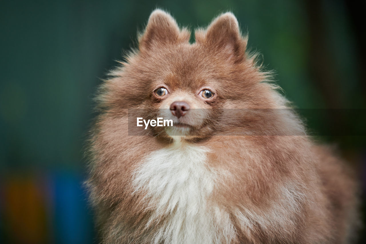 Close-up of an animal looking away