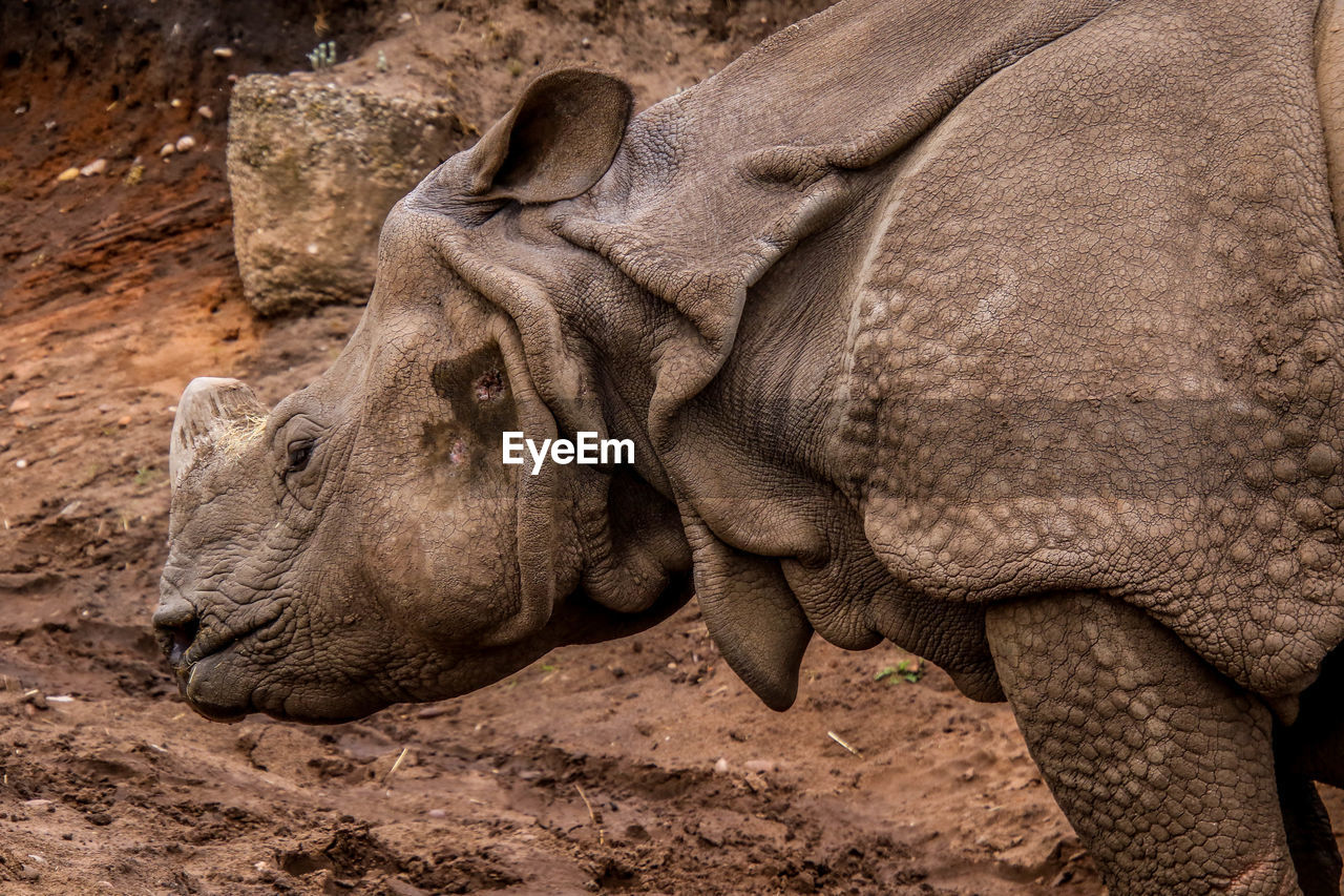 SIDE VIEW OF ELEPHANT