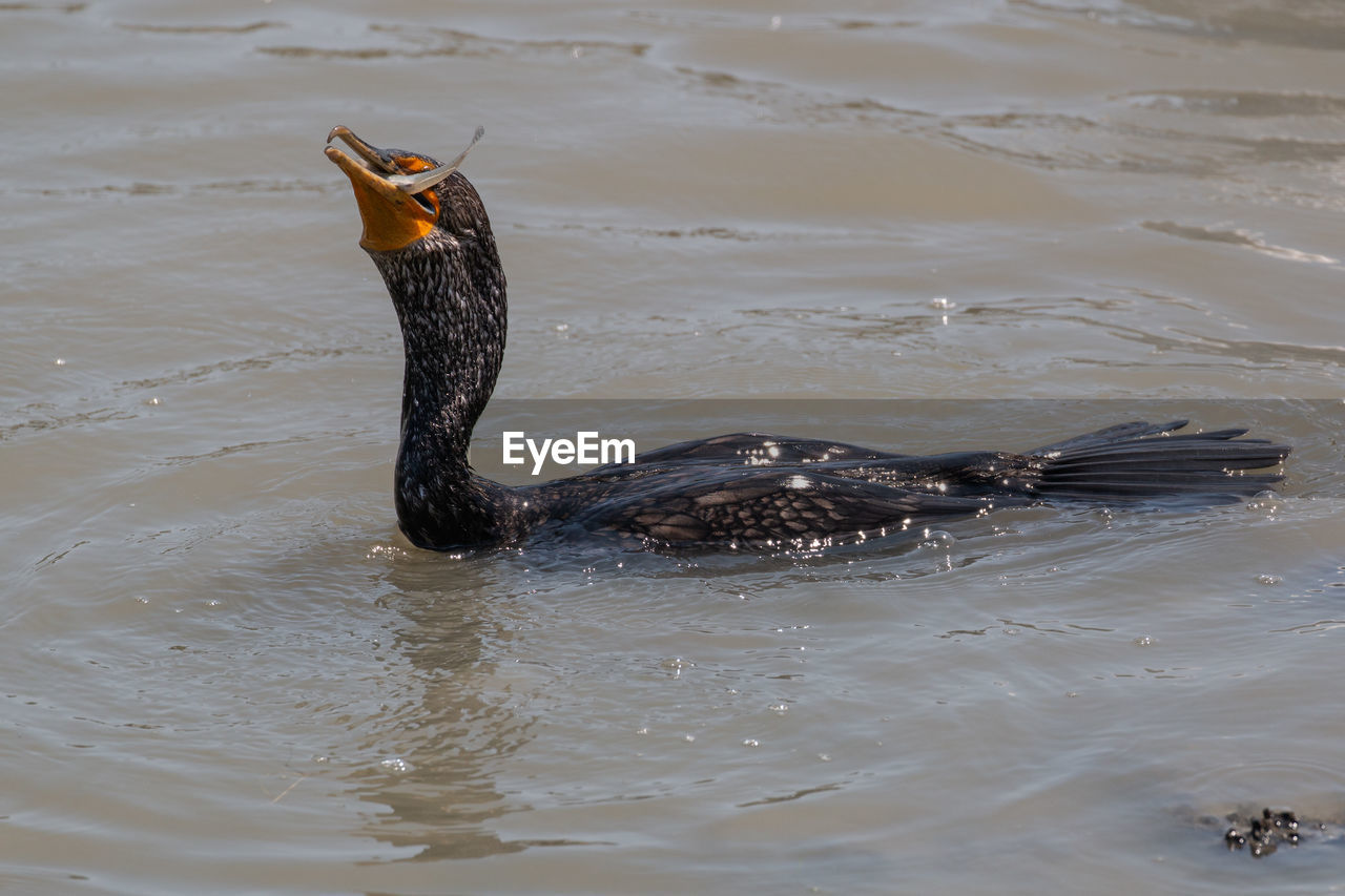 View of cormorant swimming in lake with fish