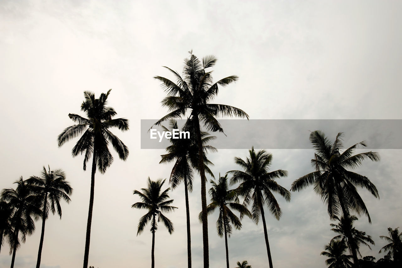 LOW ANGLE VIEW OF SILHOUETTE PALM TREES AGAINST SKY