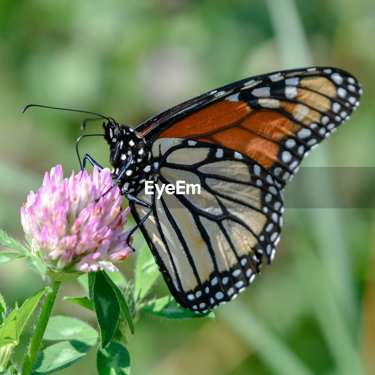 CLOSE-UP OF BUTTERFLY POLLINATING FLOWER