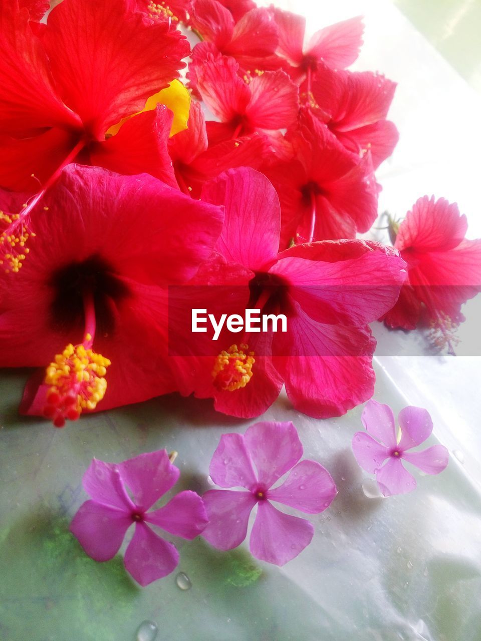 CLOSE UP OF RED FLOWERS