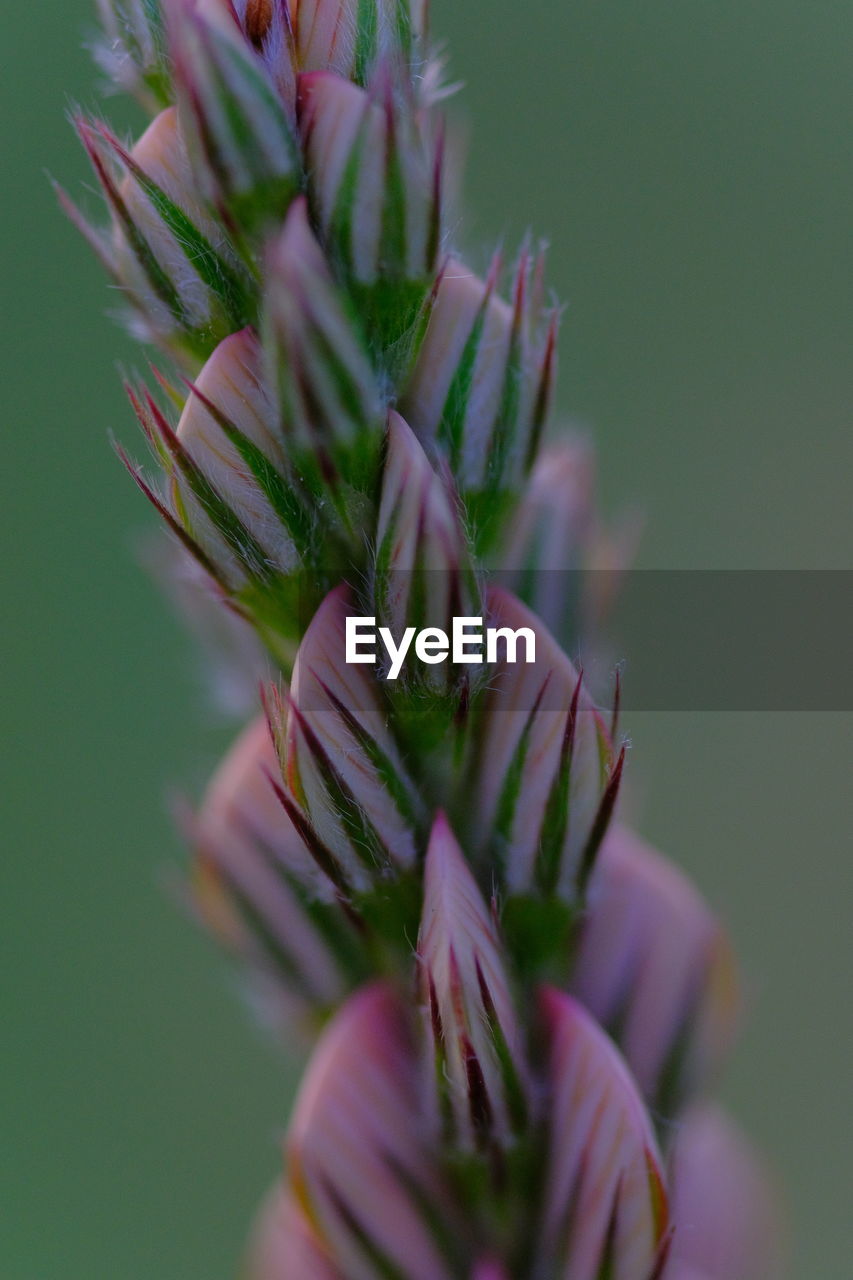 Close-up of flowering plant