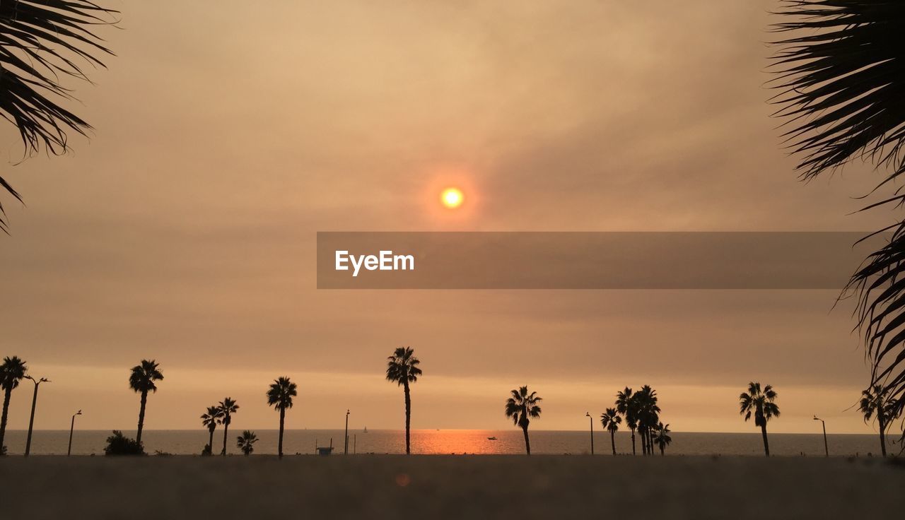 SILHOUETTE PALM TREES AGAINST ORANGE SKY