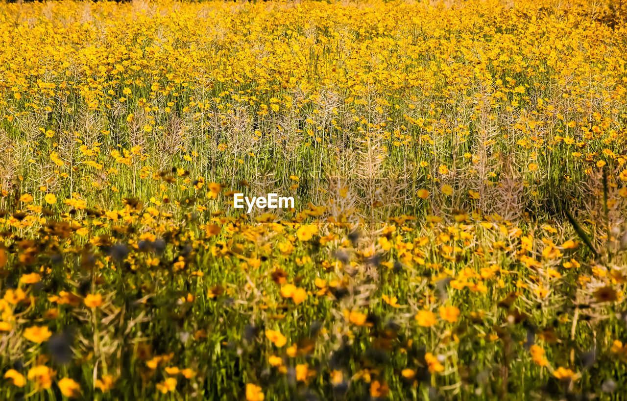 plant, yellow, flower, beauty in nature, flowering plant, growth, field, land, freshness, landscape, prairie, rural scene, nature, agriculture, fragility, abundance, no people, meadow, tranquility, environment, scenics - nature, day, wildflower, tranquil scene, farm, crop, outdoors, springtime, sunlight, grassland, flower head, oilseed rape, backgrounds, full frame, idyllic, flowerbed
