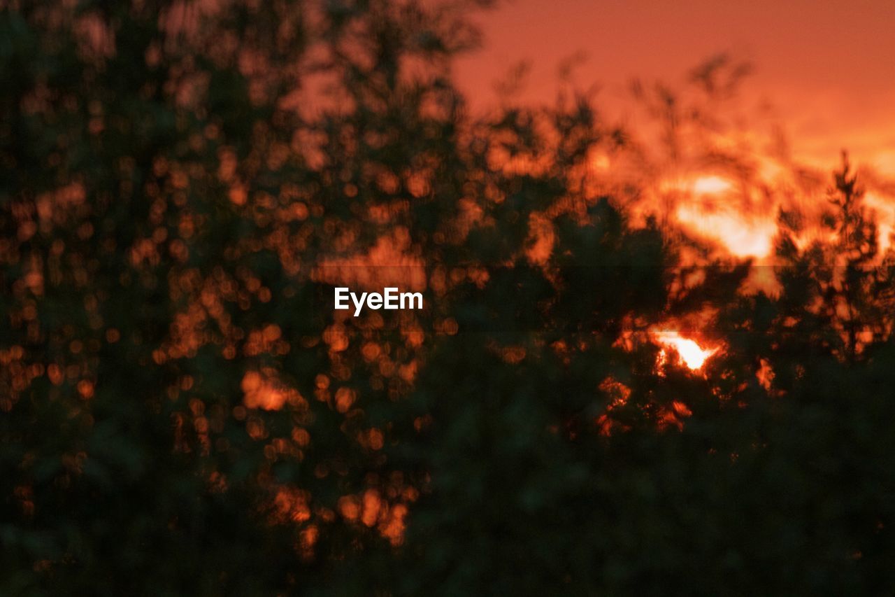 LOW ANGLE VIEW OF ORANGE SKY