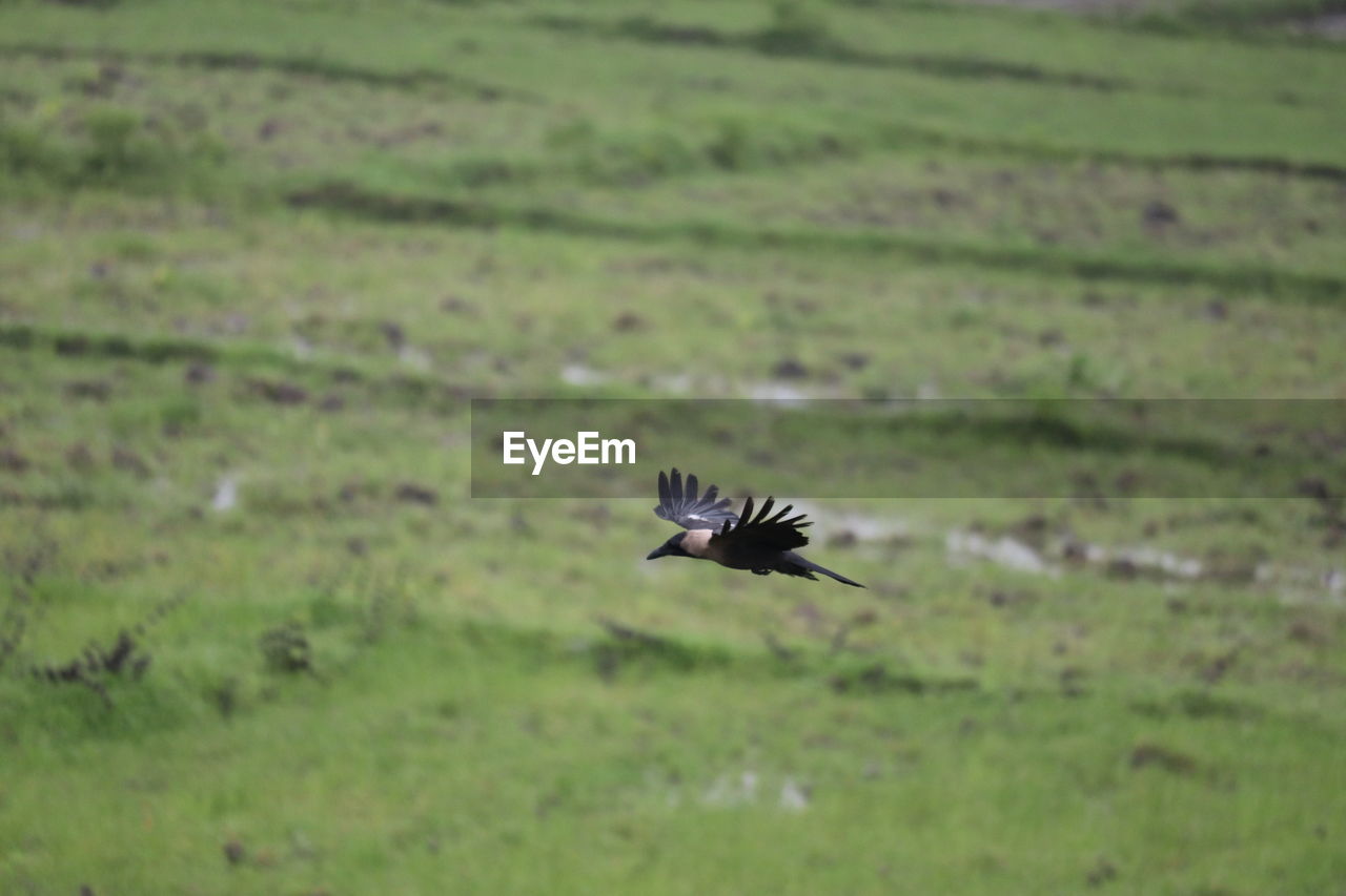 BIRD FLYING ABOVE A FIELD