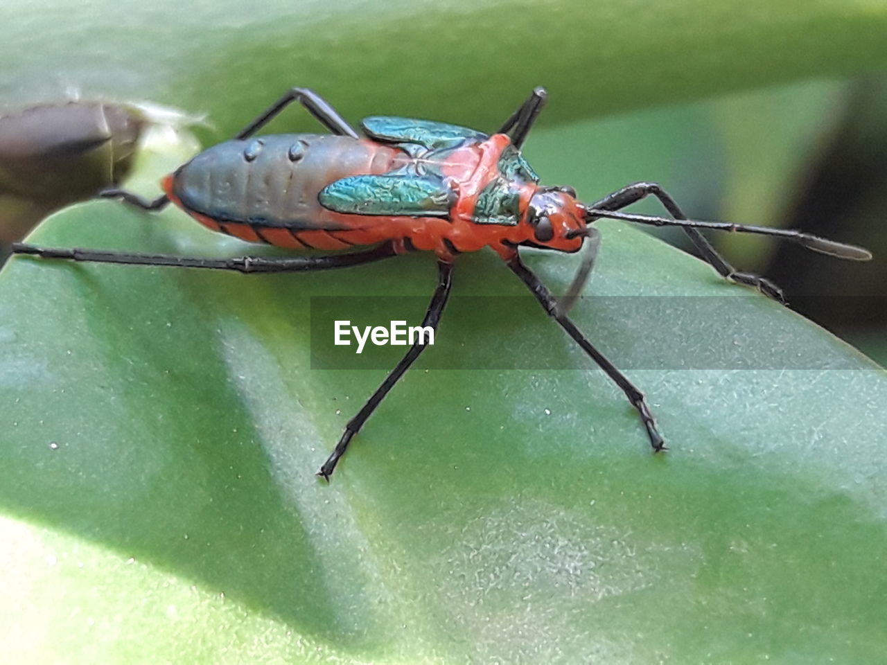 CLOSE-UP OF GRASSHOPPER ON LEAF