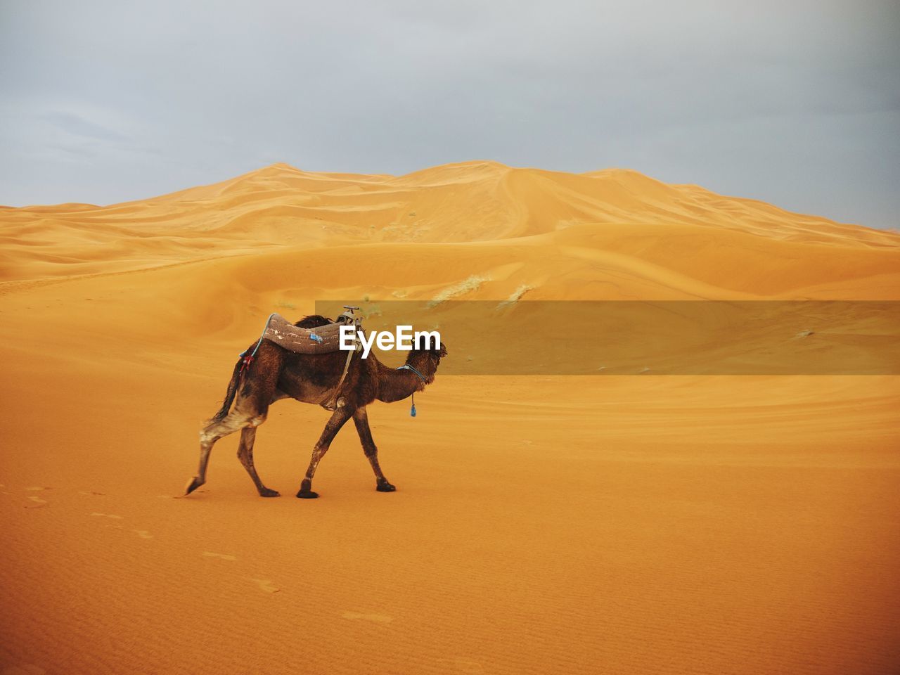 Camel on desert against sky