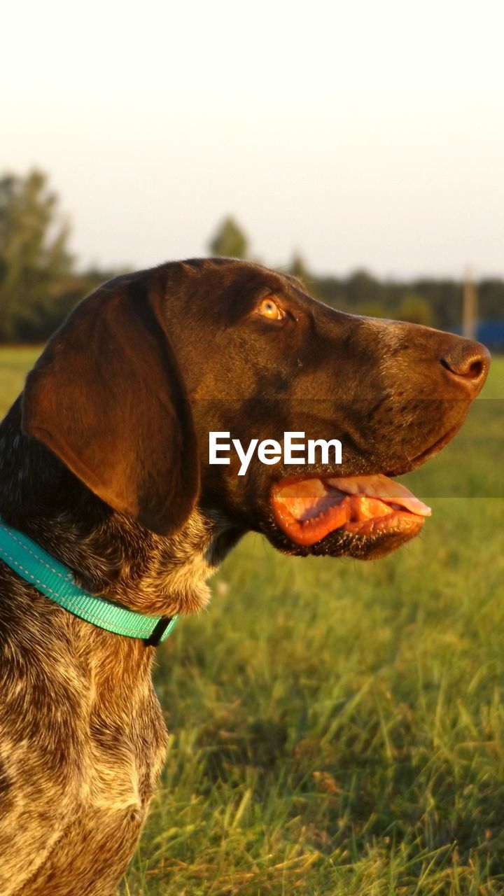 Close-up of dog on field against sky