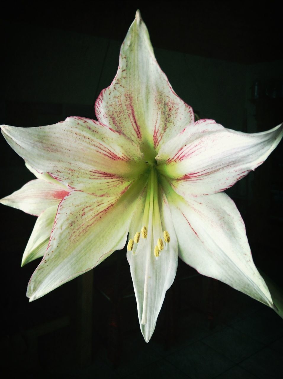 Close-up of amaryllis on black background