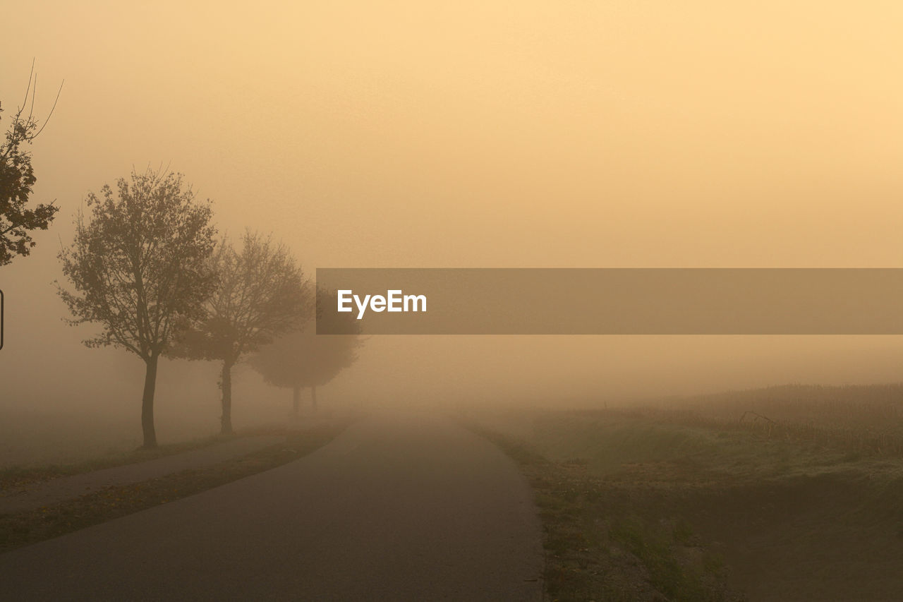 Trees by road amidst field during foggy weather at sunset