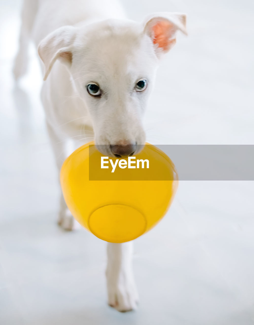 Close-up portrait of dog