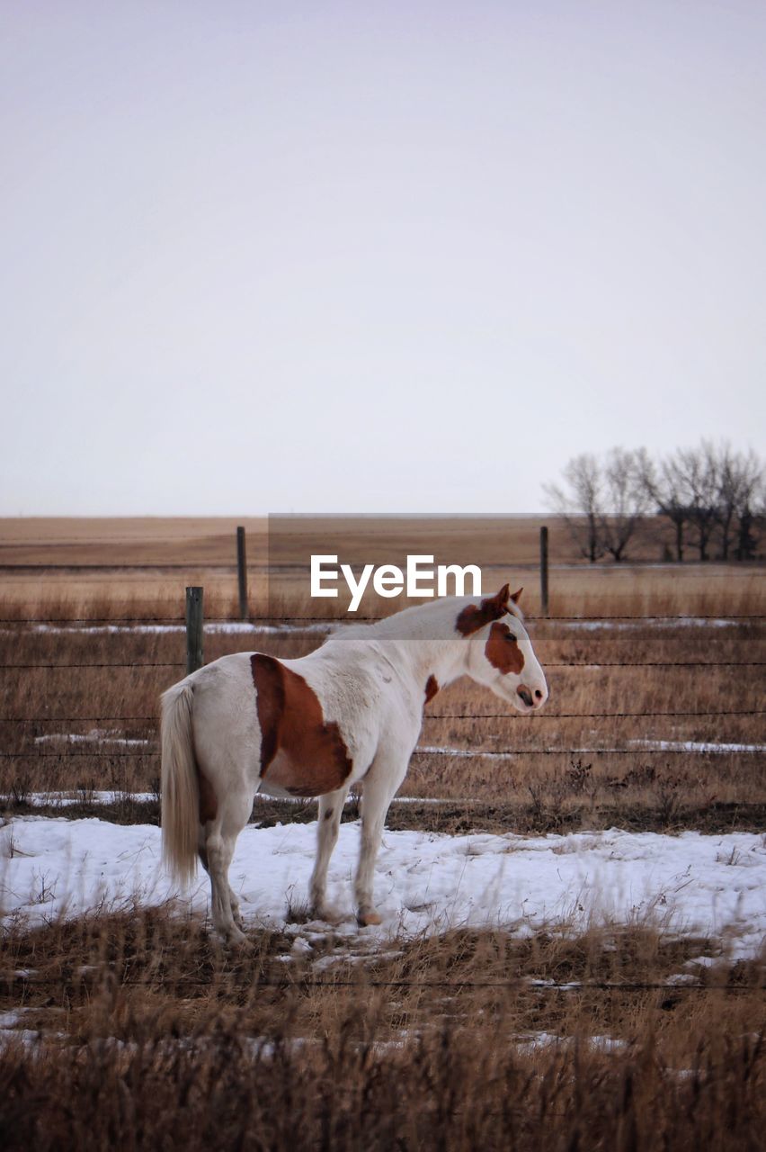 HORSE STANDING ON FIELD AGAINST SKY