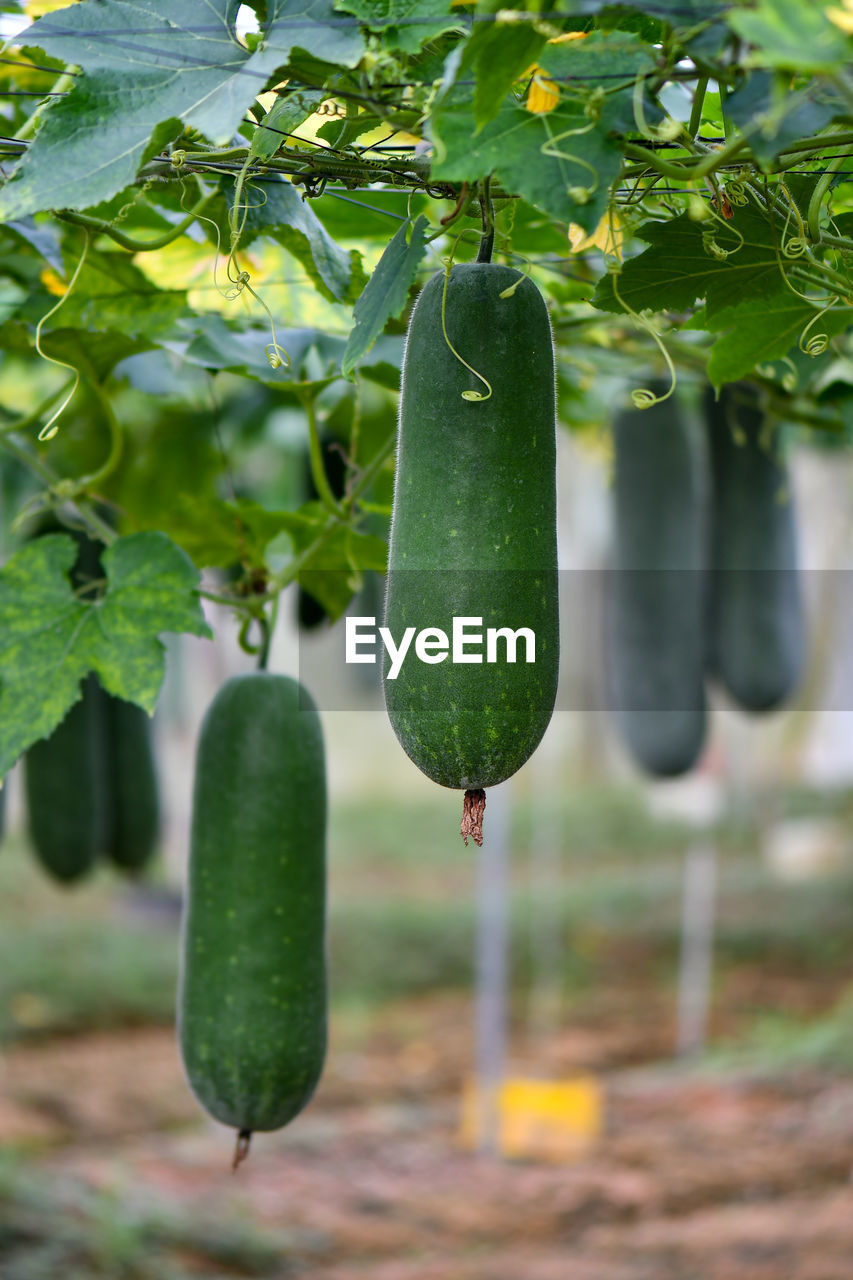 CLOSE-UP OF CHILI PEPPER HANGING ON PLANT