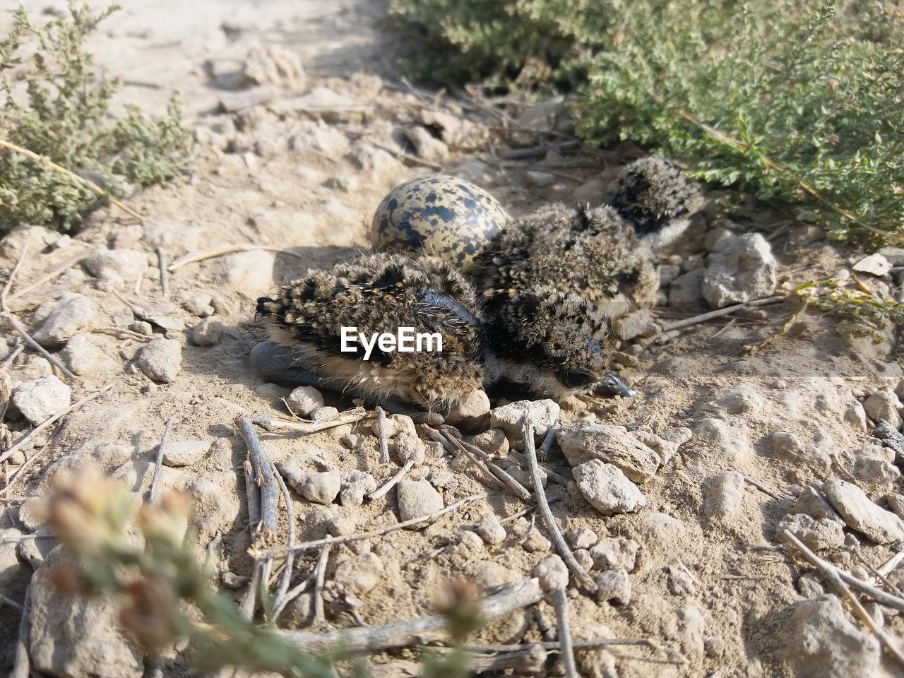 HIGH ANGLE VIEW OF DUCK IN NEST