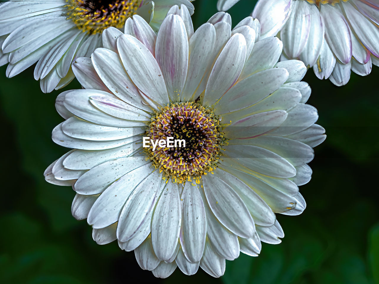 flower, flowering plant, plant, beauty in nature, freshness, fragility, flower head, petal, close-up, inflorescence, growth, macro photography, daisy, nature, pollen, no people, white, botany, focus on foreground, plant stem, outdoors, blossom, springtime, day