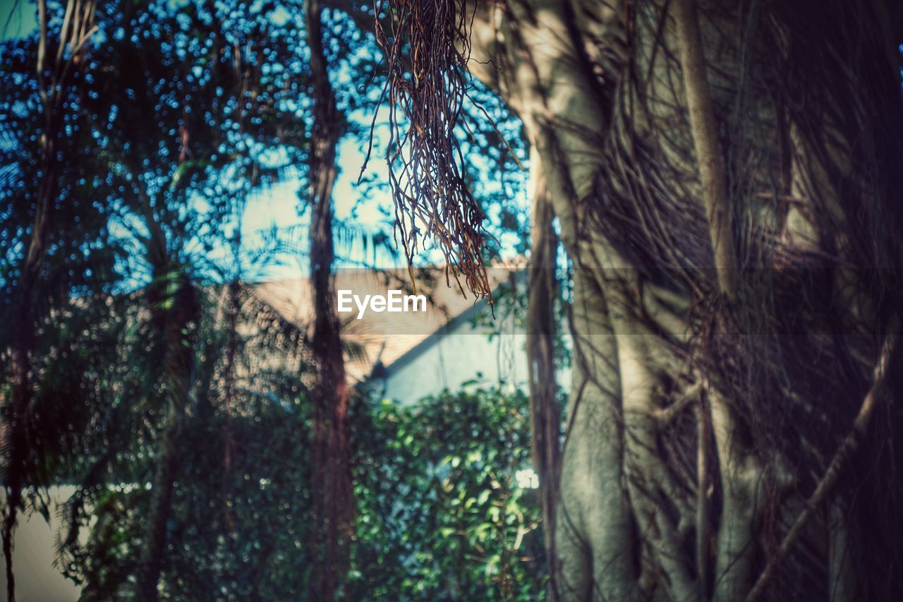 TREES AGAINST SKY