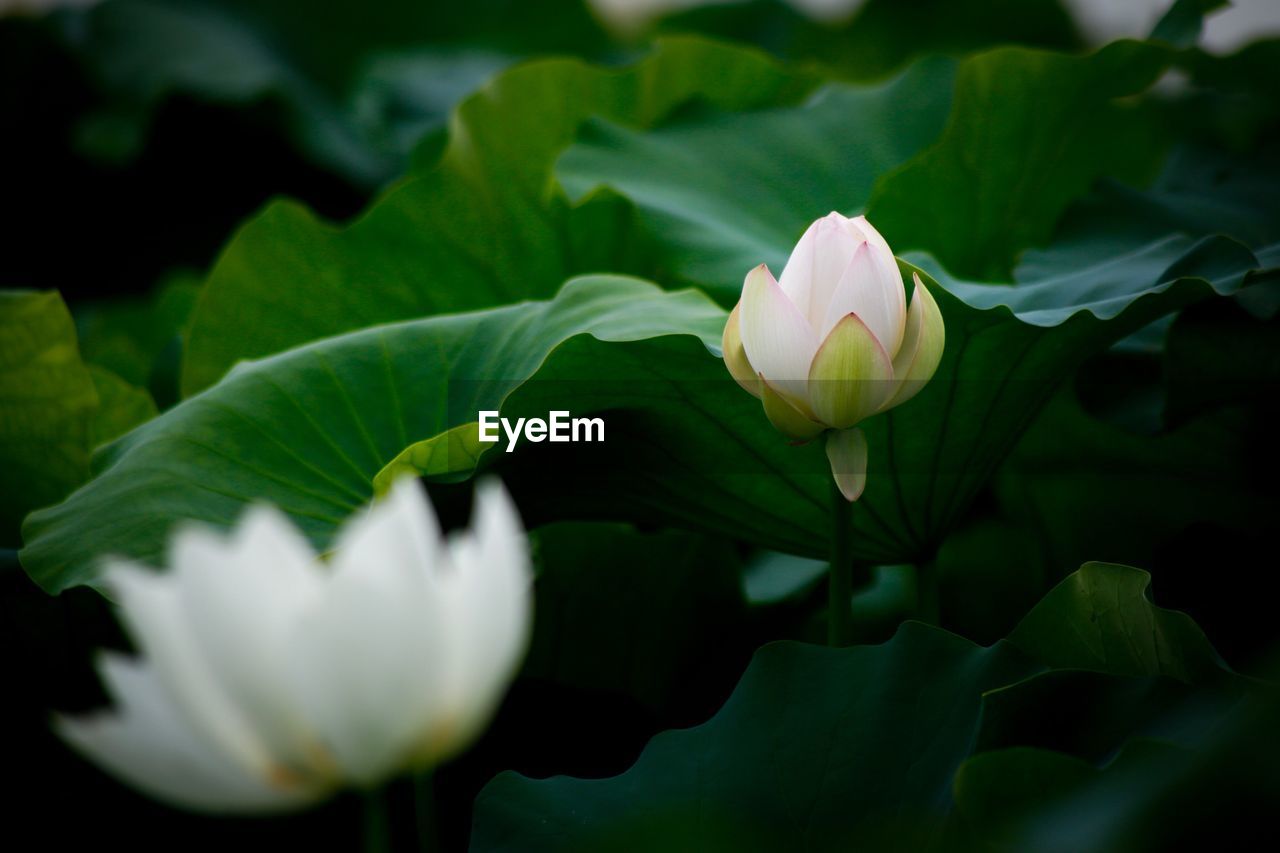 Close-up of white flower blooming outdoors