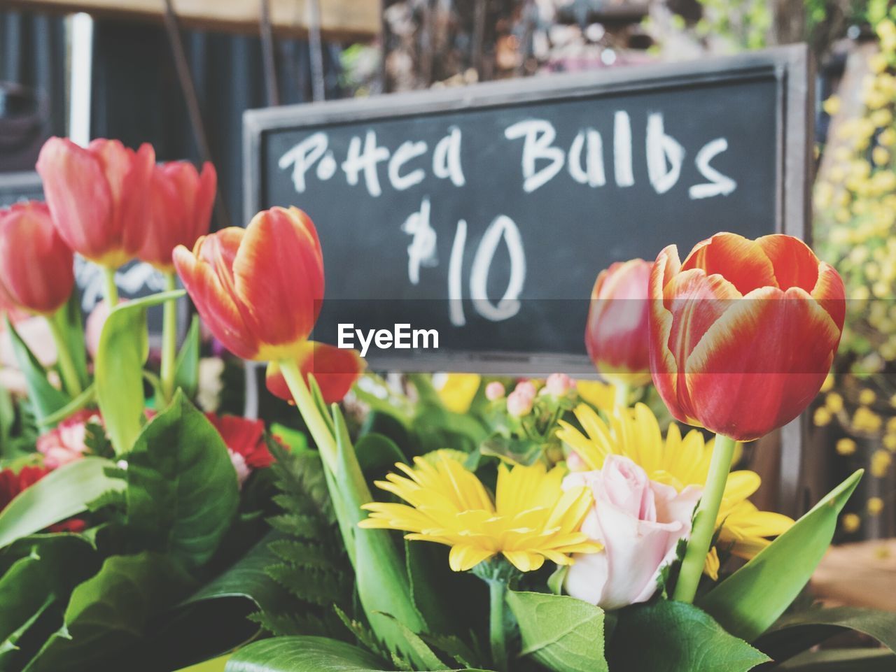 Close-up of colorful tulips in flower shop