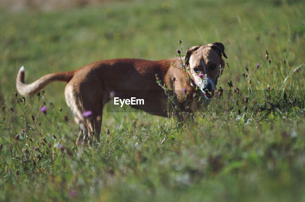 BROWN DOG RUNNING IN FIELD