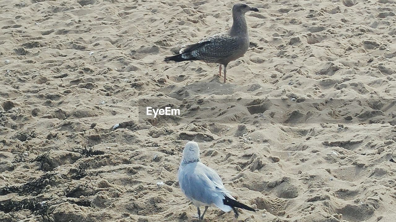 SEAGULL ON THE BEACH