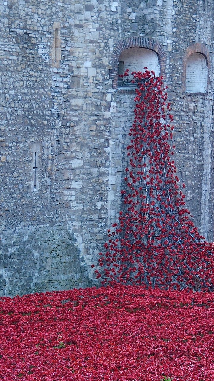 Poppies spilling out the window of tower of london