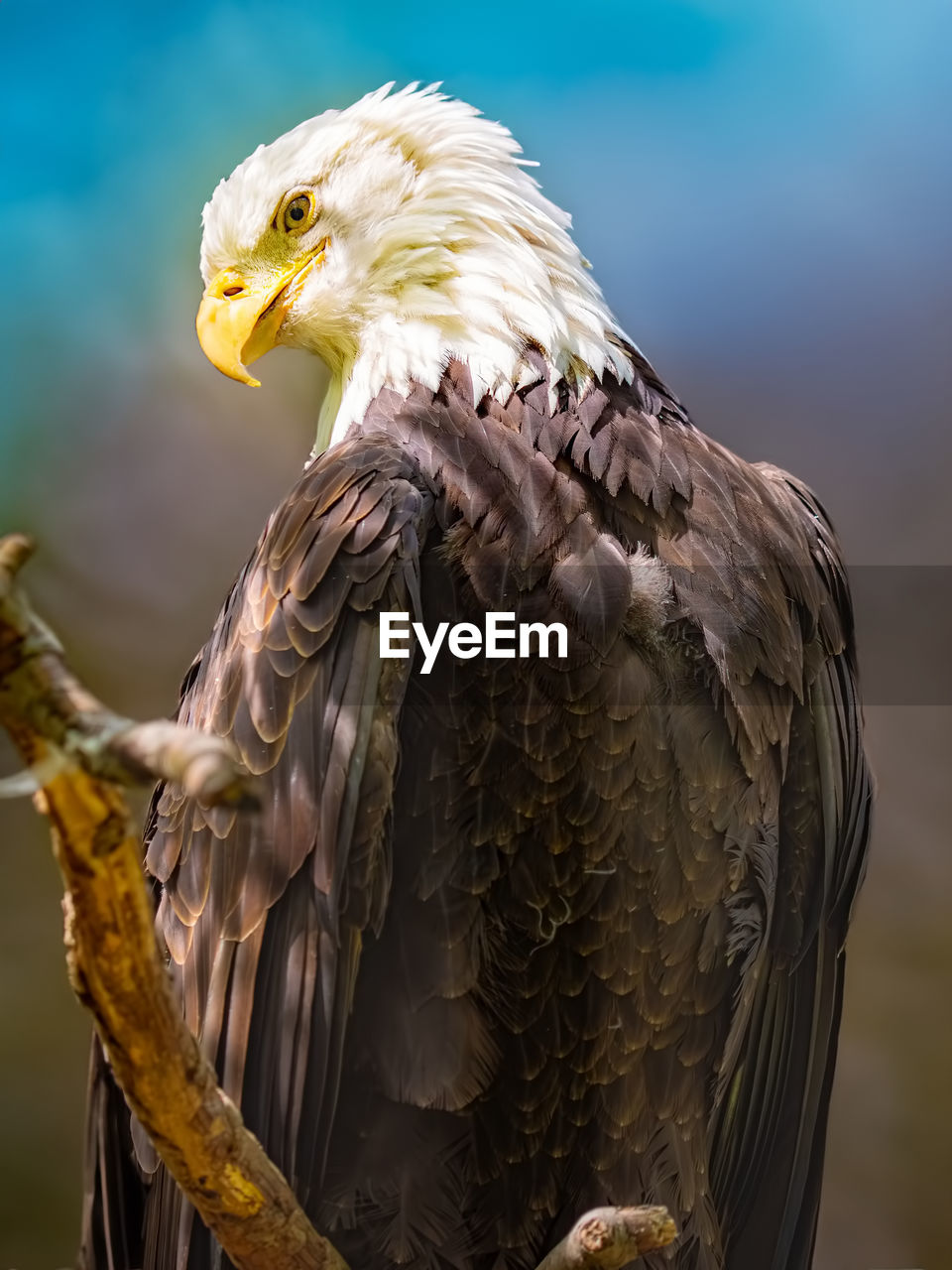 American bald eagle sitting on a branch