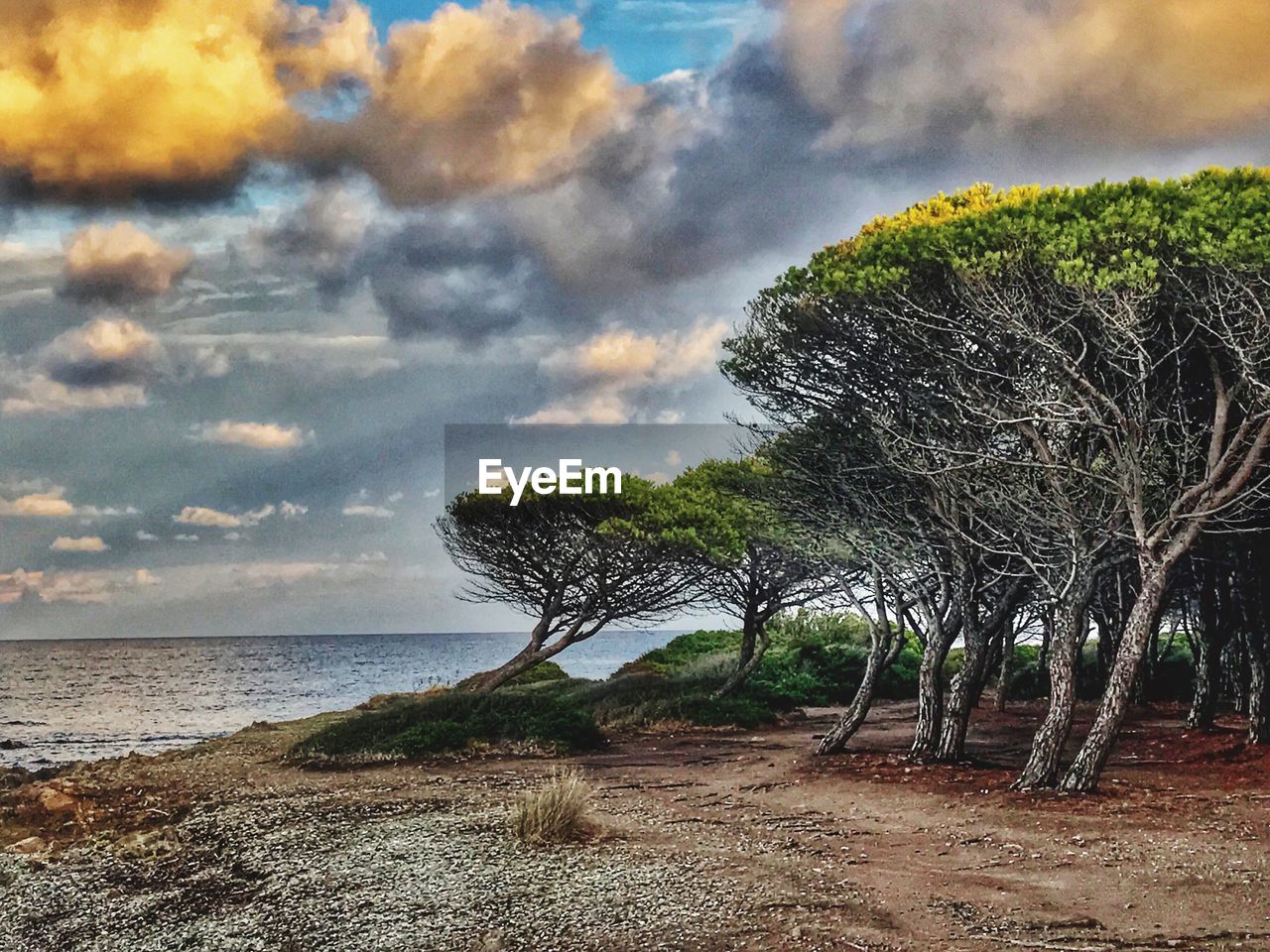 TREES BY SEA AGAINST SKY