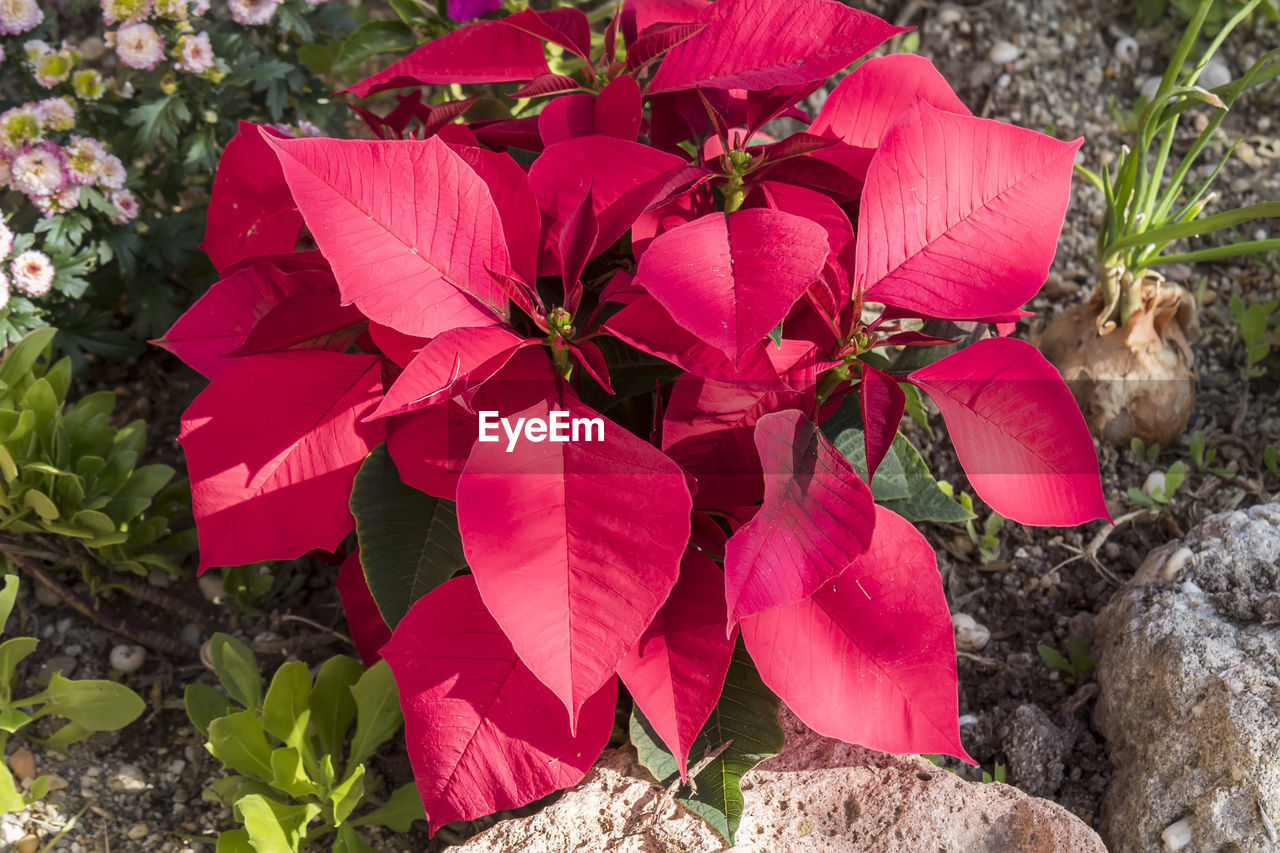 flower, plant, nature, beauty in nature, flowering plant, petal, leaf, pink, no people, red, high angle view, day, freshness, growth, close-up, plant part, outdoors, land, fragility, field, inflorescence