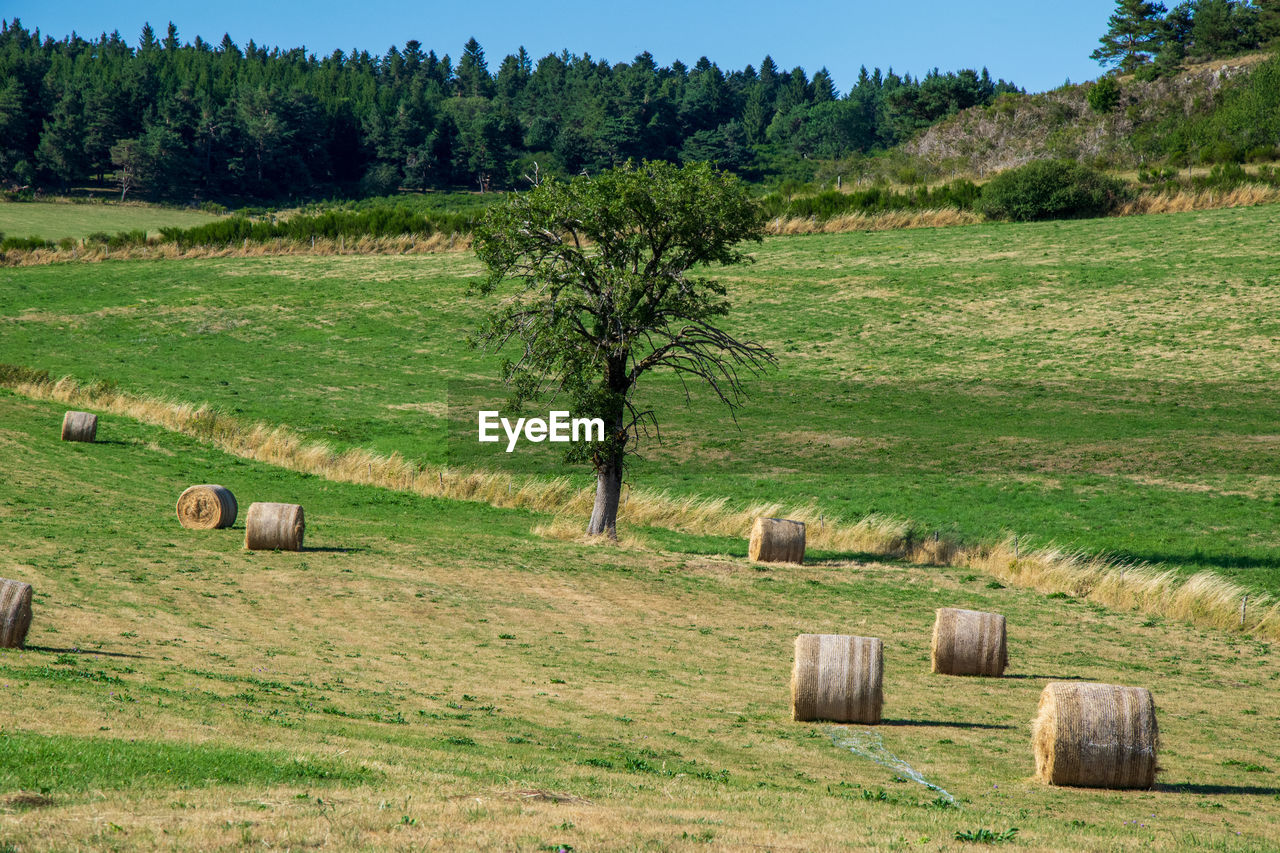 Hay bales on field