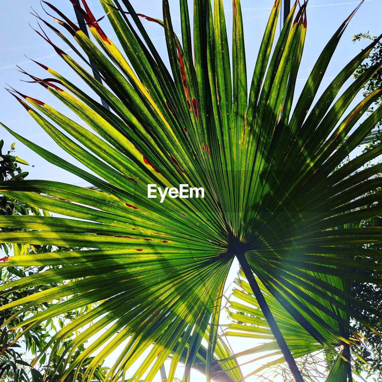 LOW ANGLE VIEW OF PALM TREE