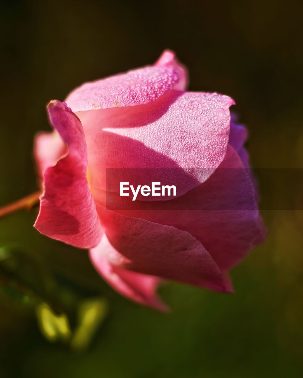 CLOSE-UP OF PINK ROSE WITH PURPLE FLOWER