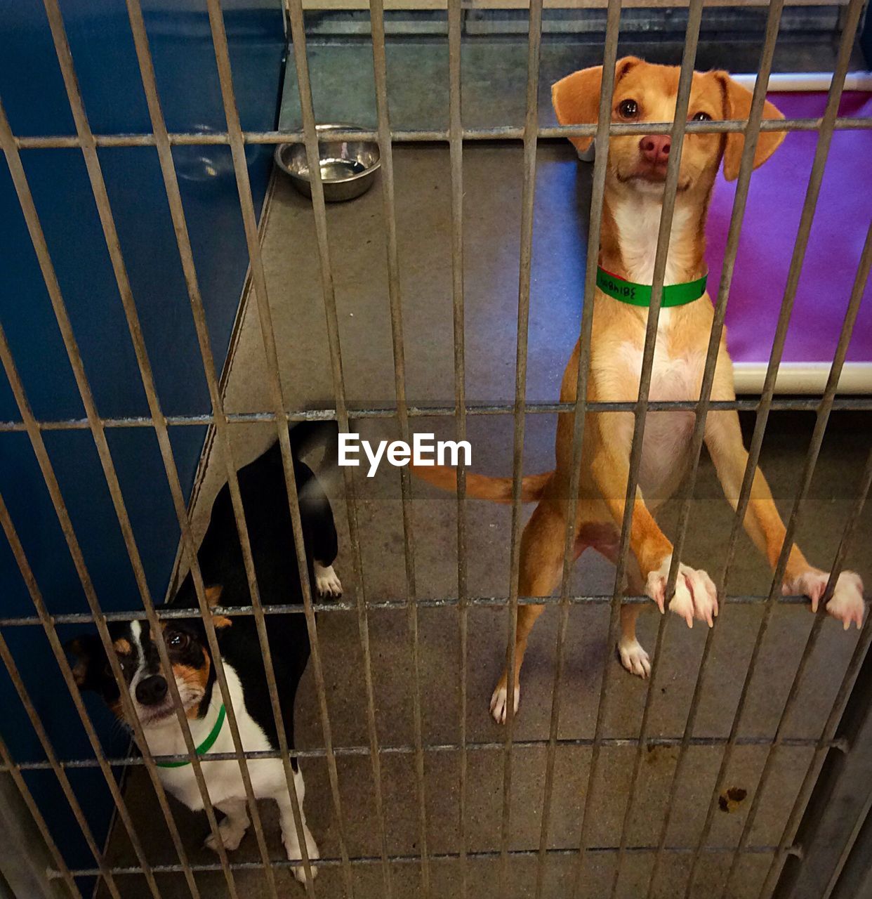 High angle portrait of dogs seen through railing