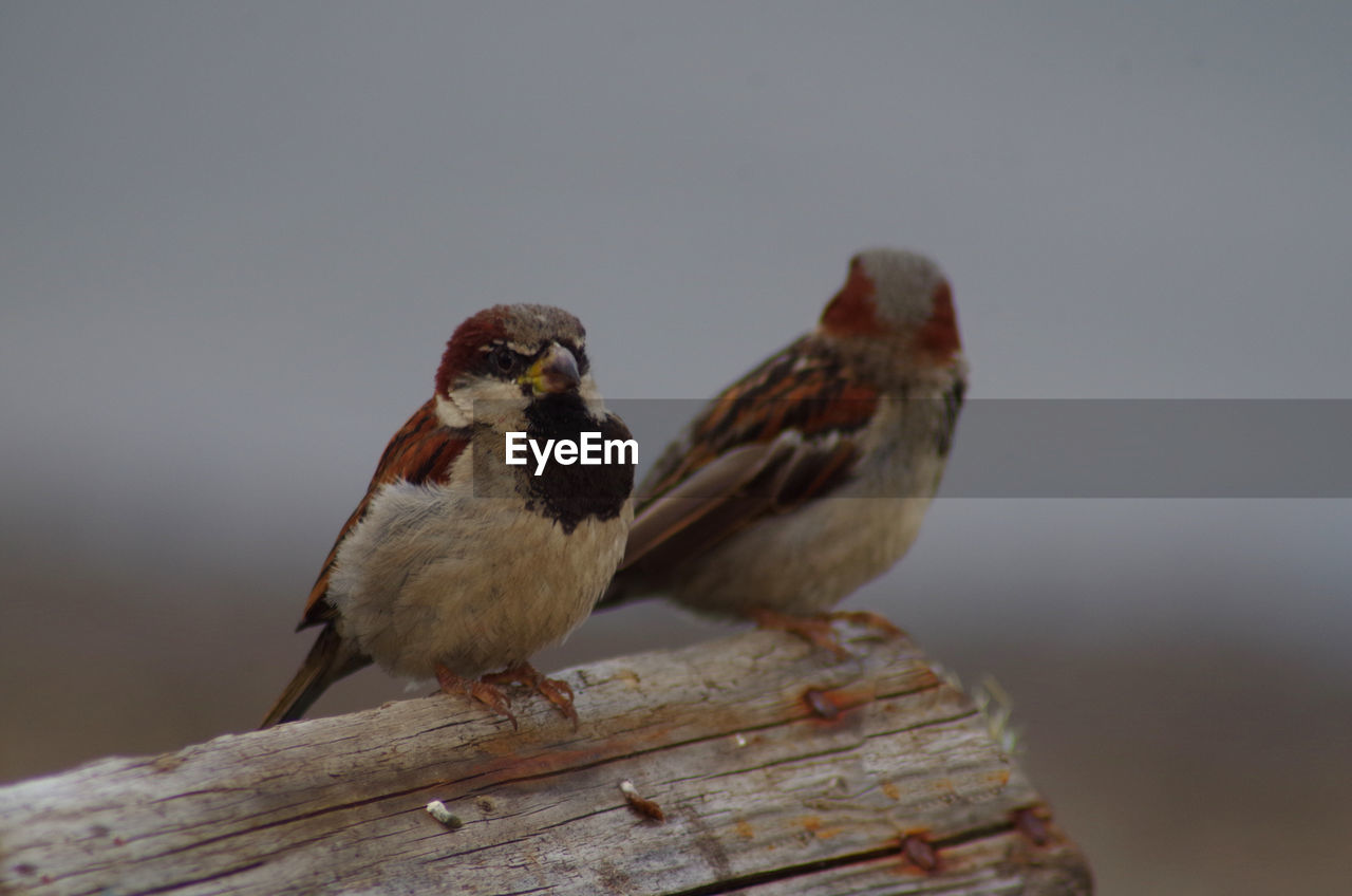 CLOSE-UP OF SPARROW PERCHING ON WOOD