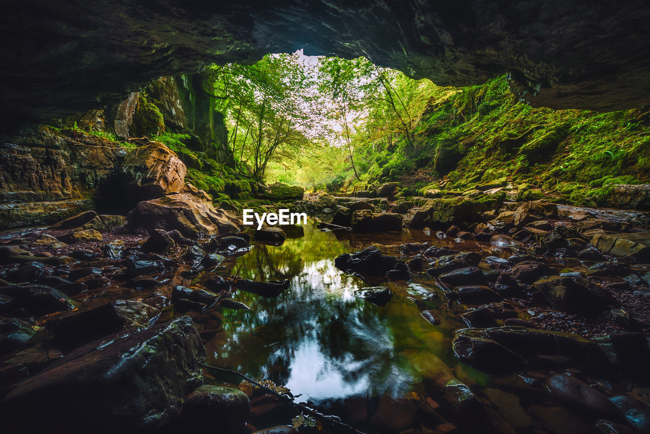 Scenic view of waterfall in forest