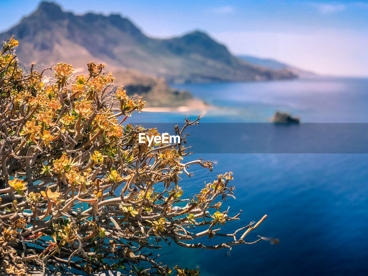 Tree by sea against sky during autumn