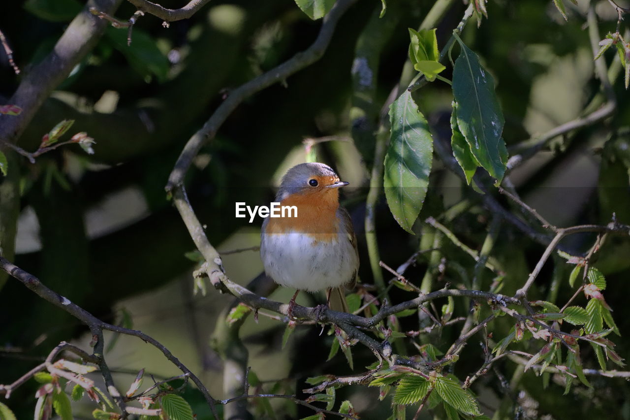 BIRD PERCHING ON BRANCH