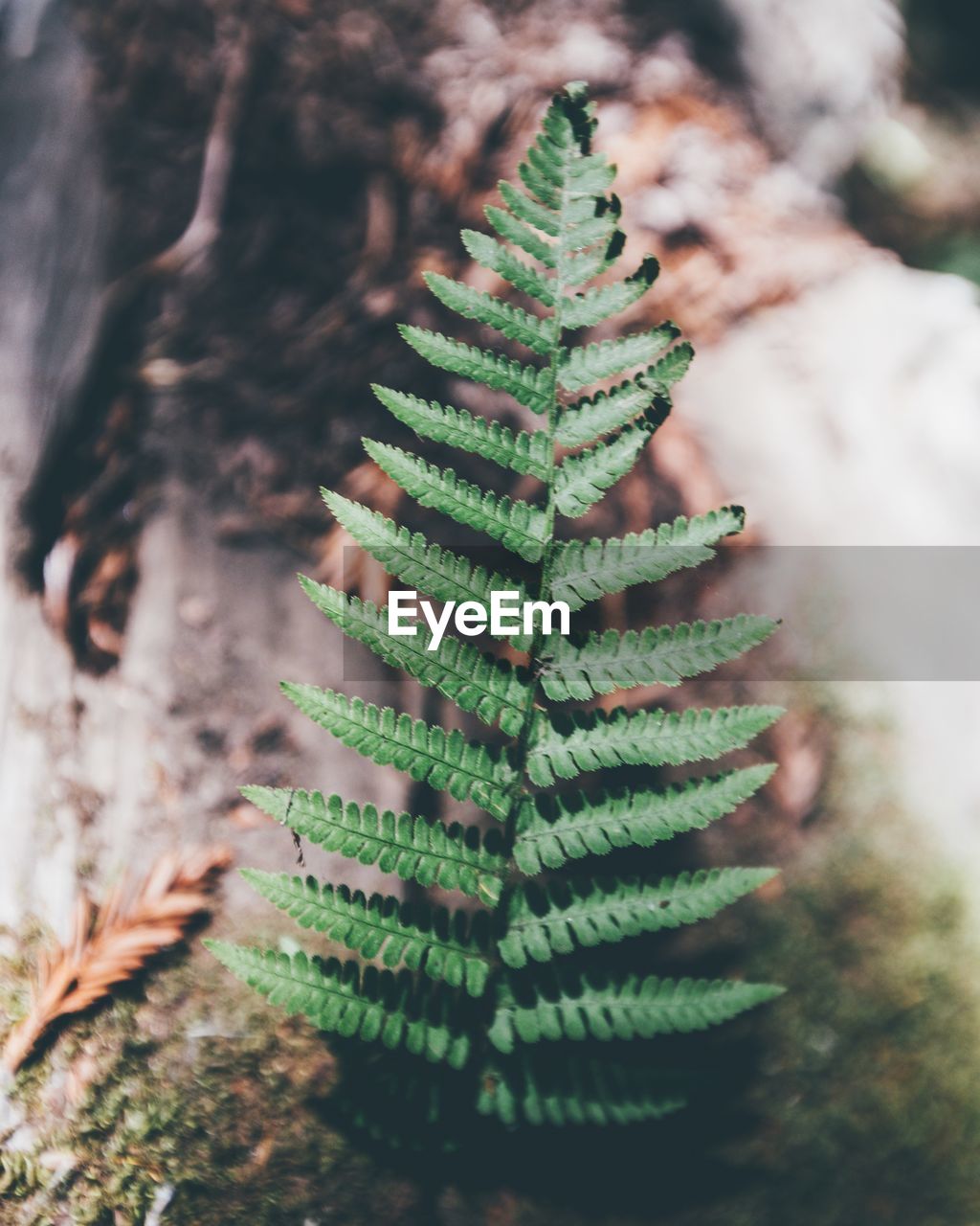 Close-up of plant against tree