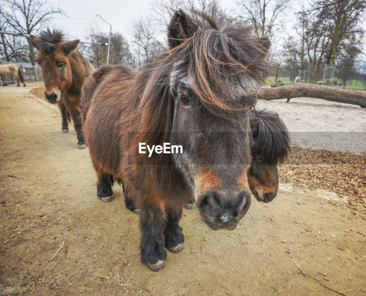 Horses standing by tree against sky