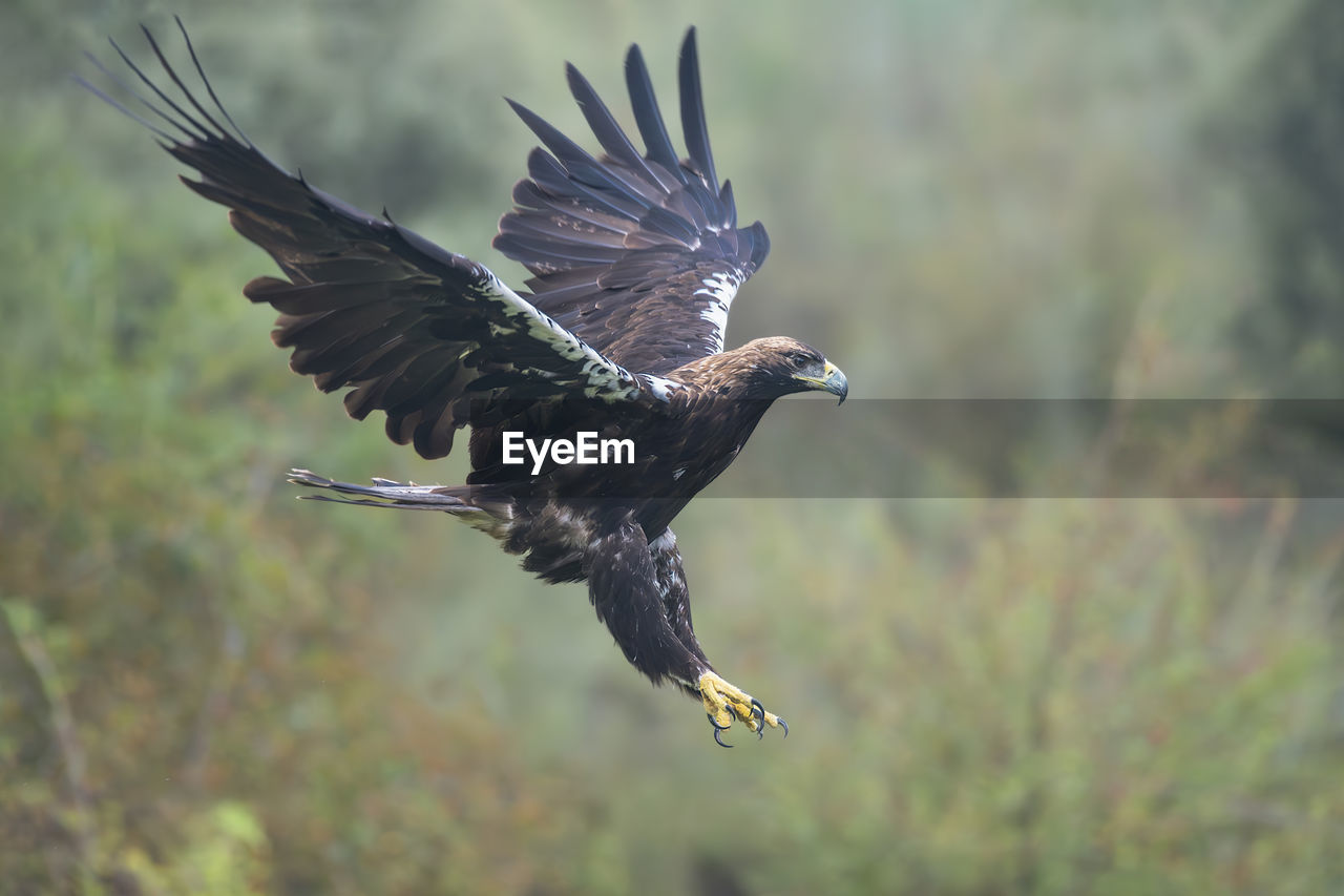 low angle view of bird flying over field