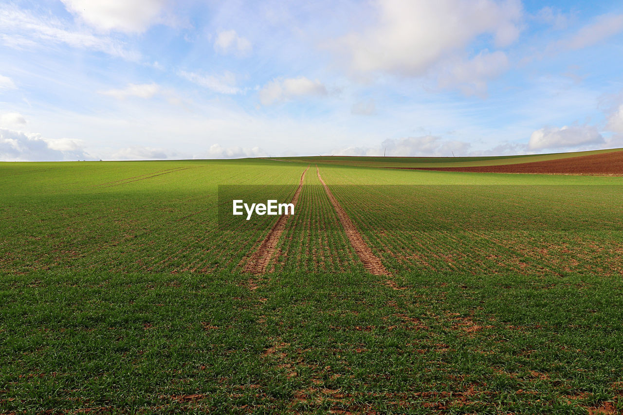 Scenic view of agricultural field against sky